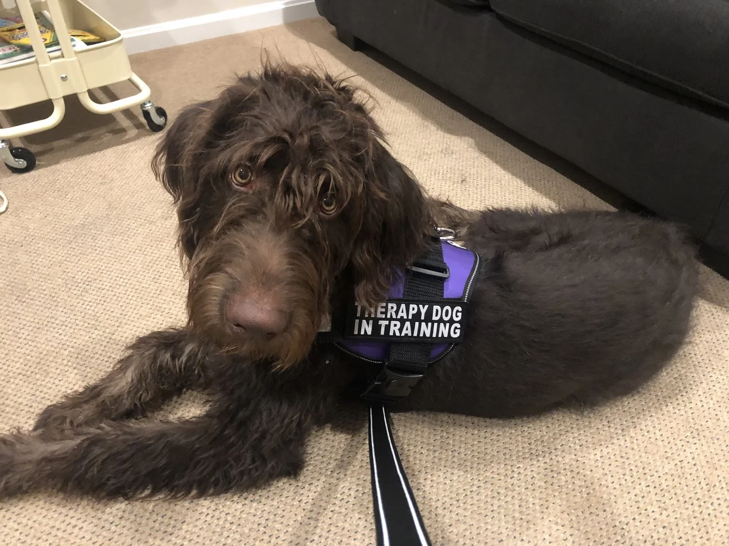 certify my dog as a therapy dog