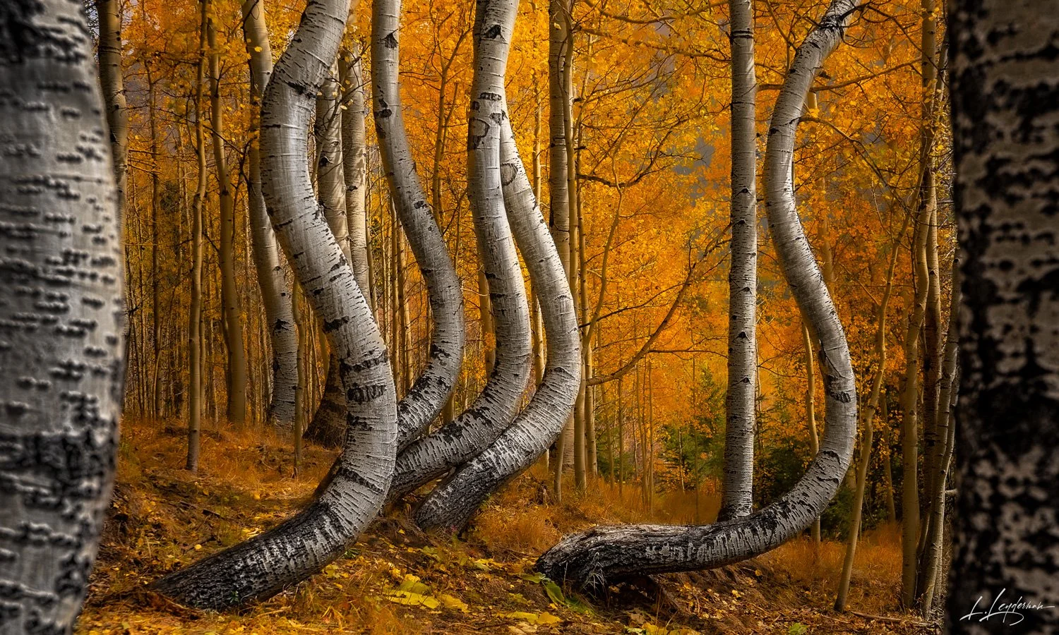 Aspens-Between-Aspens-3x5_R4_7851-Edit-Edit.jpg