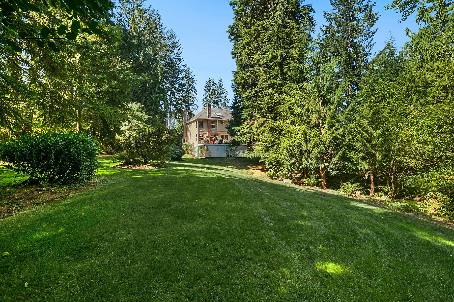 Backyard is large with lush green grass and Evergreen trees.