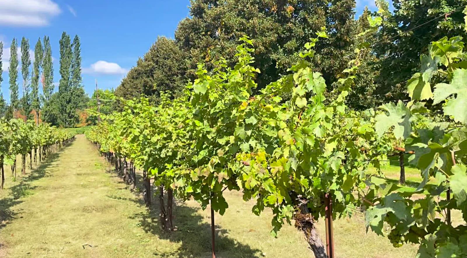 Wine-Vineyard-in-Woodinville-Washington