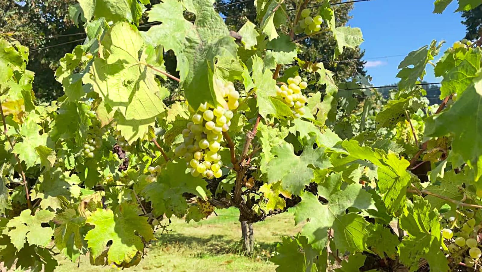 Ripe-grapes-in-a-Woodinville-Washington-Vineyard