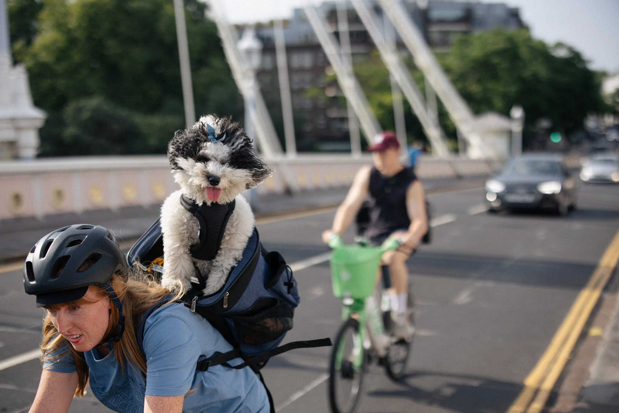 A cyclist rides across with Albert bridge with a dog in a backpack