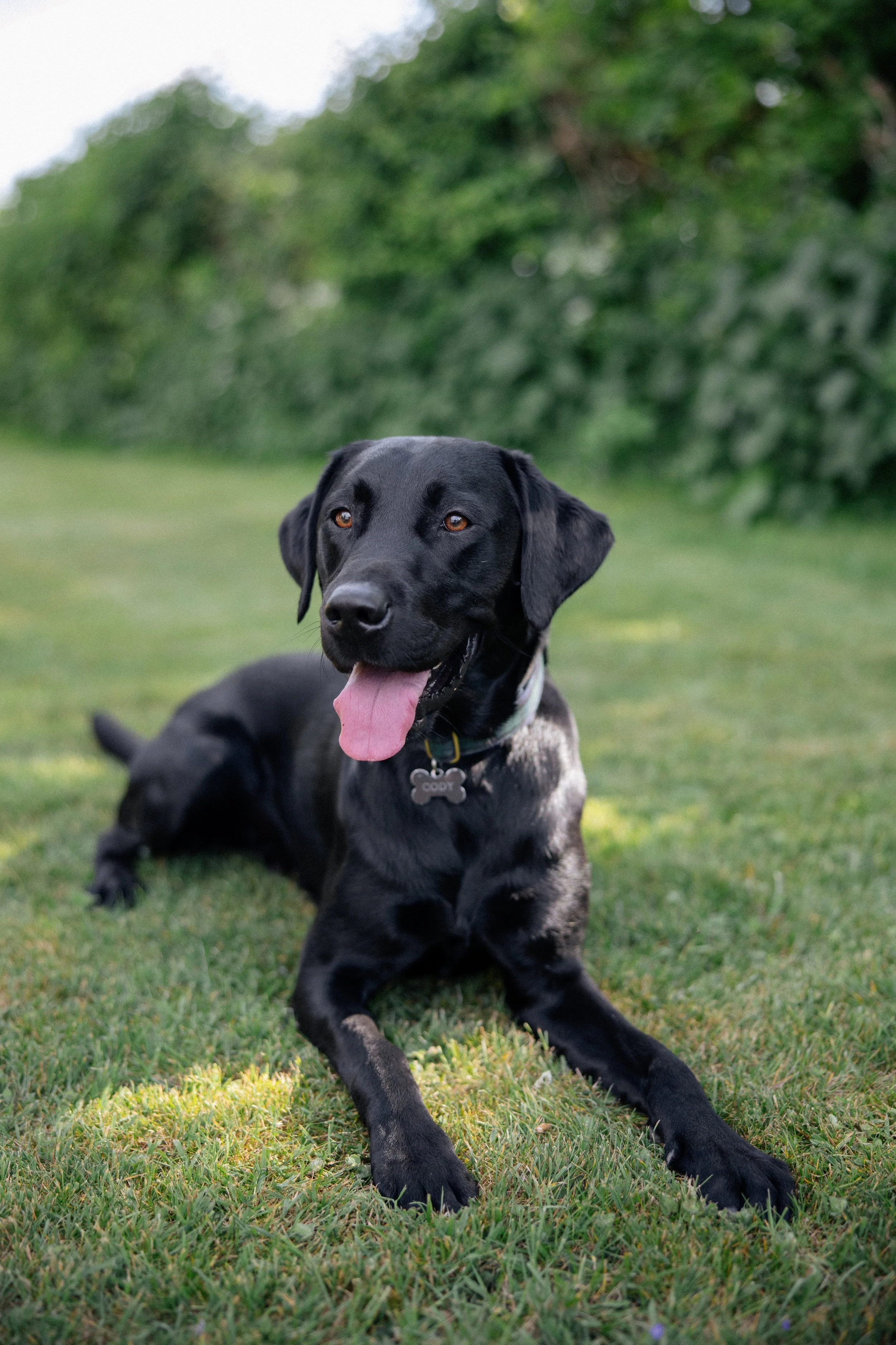 A black labrador poses for photos at Merriscourt