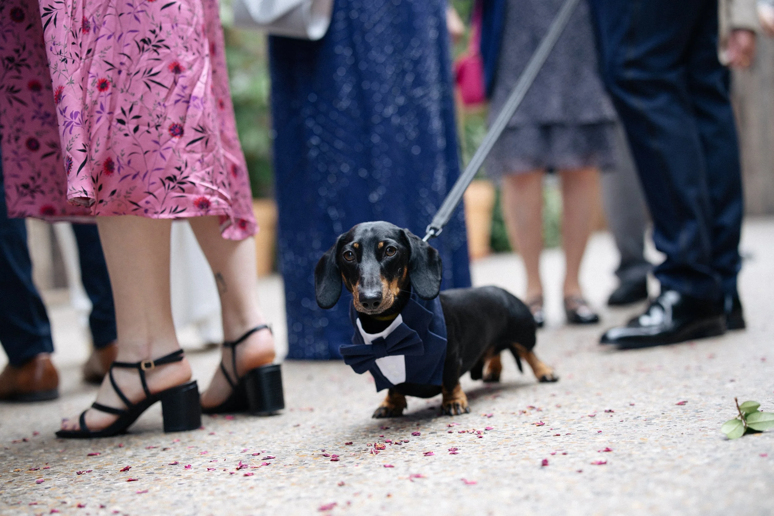 A Dachshund in a tuxedo is amongst guests at a wedding at 100 Barrington