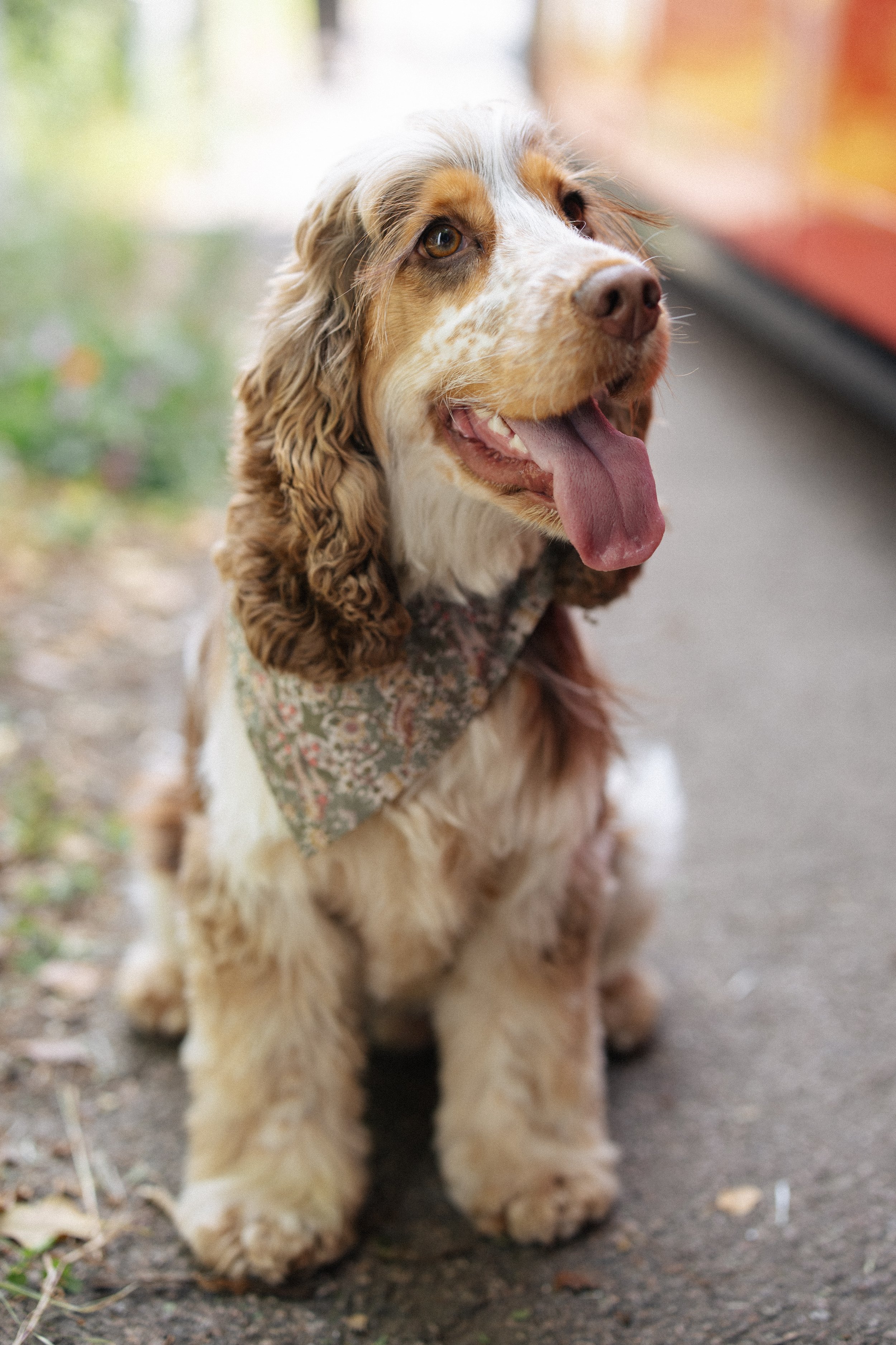 A beautiful cocker spaniel sits patiently waiting to get onto a bus to the wedding reception