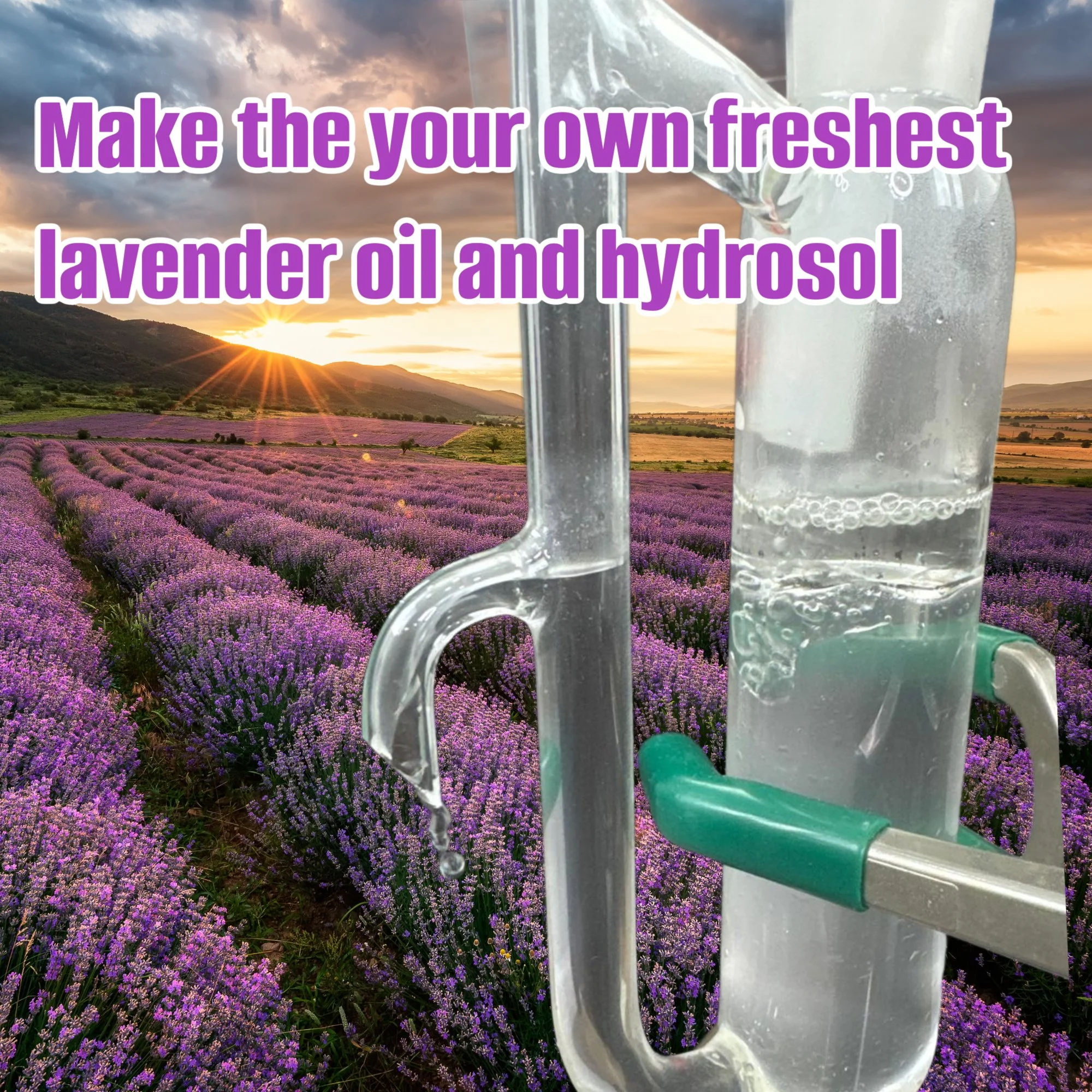 make freshest lavender oil.jpg