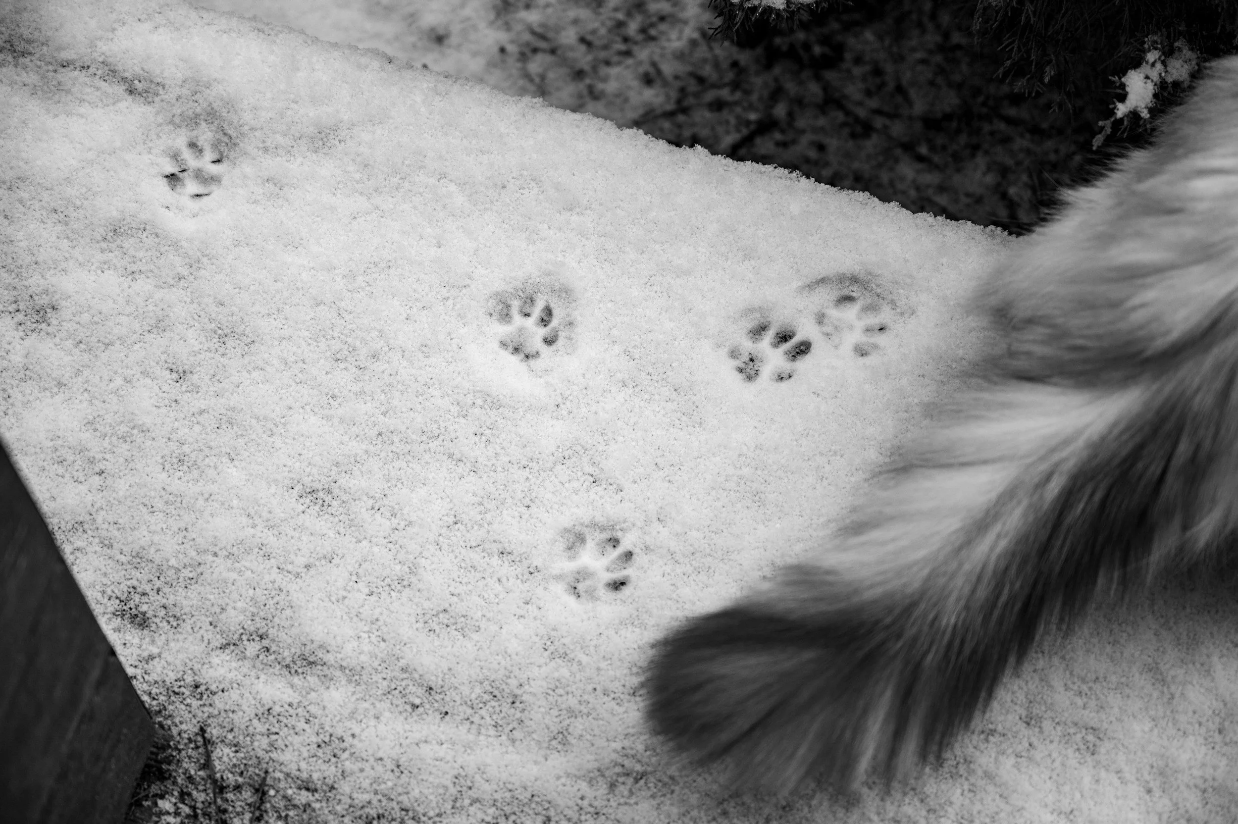 Animal footprints in the snow near a tree branch.