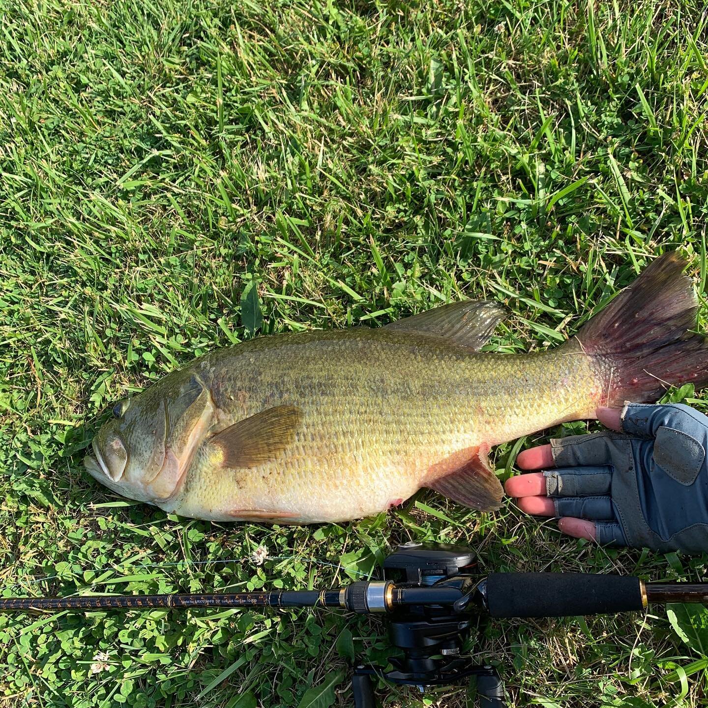 These are some of my highlights of this summer! Hoping to get some STUDS late fall, gonna try and get a boat by next spring, just a 12 foot Jon boat, with a simple 10 hp.
.
.
I am also gonna try to get on a few more tournaments soon maybe one or two 