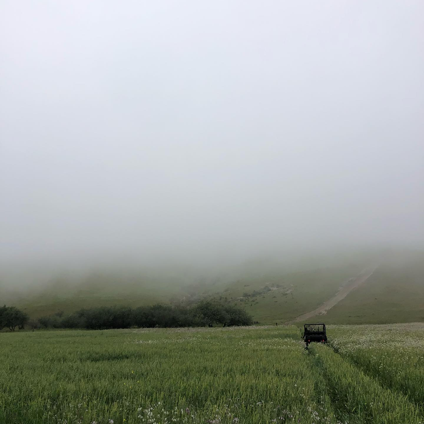A foggy landscape with green grass, trees, and a dirt trail, with a small black vehicle or trailer positioned on the trail in the foreground.