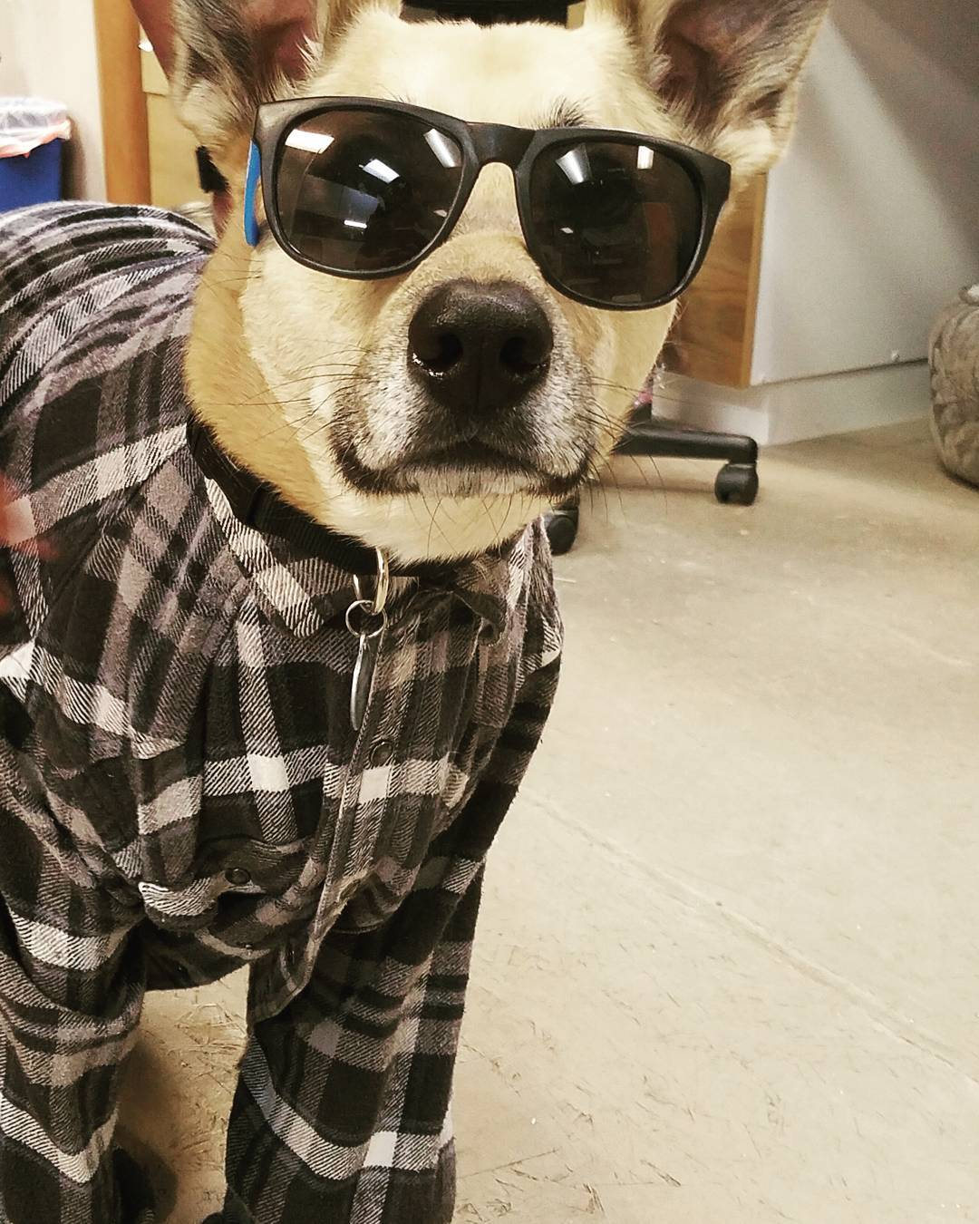 A dog wearing Ray-Ban like sunglasses and a black and white plaid shirt.