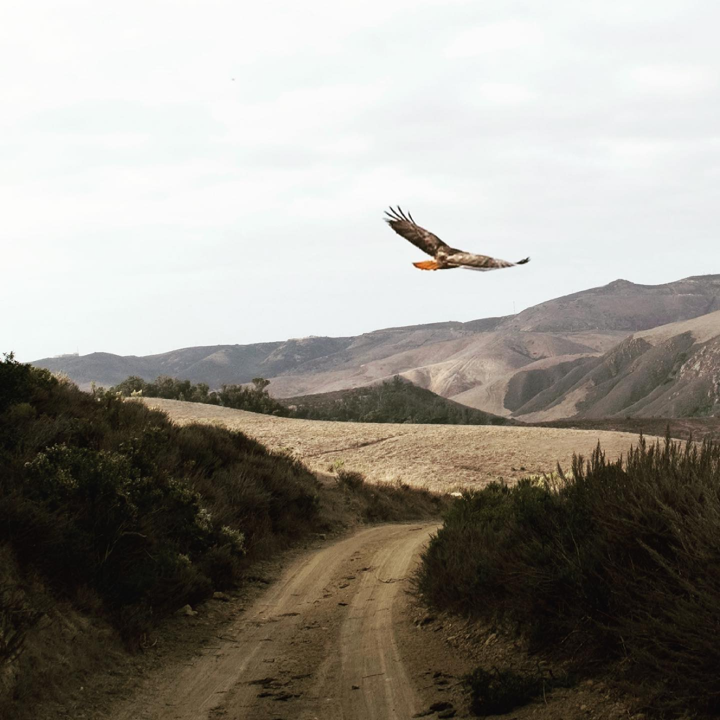A bird of prey flying over a dirt road in a hilly landscape with sparse vegetation and mountain ranges in the background.