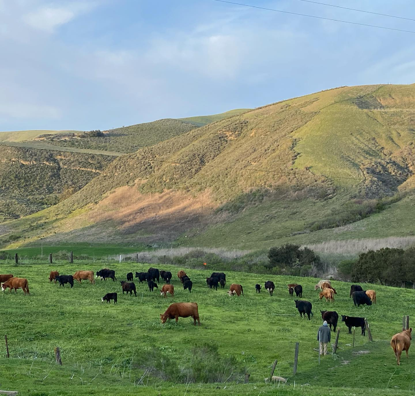 A man standing in a green pasture surrounded by a herd of cows, with rolling green hills and a cloudy blue sky in the background in Lompoc Southern California. Hernandez Family Ranch.