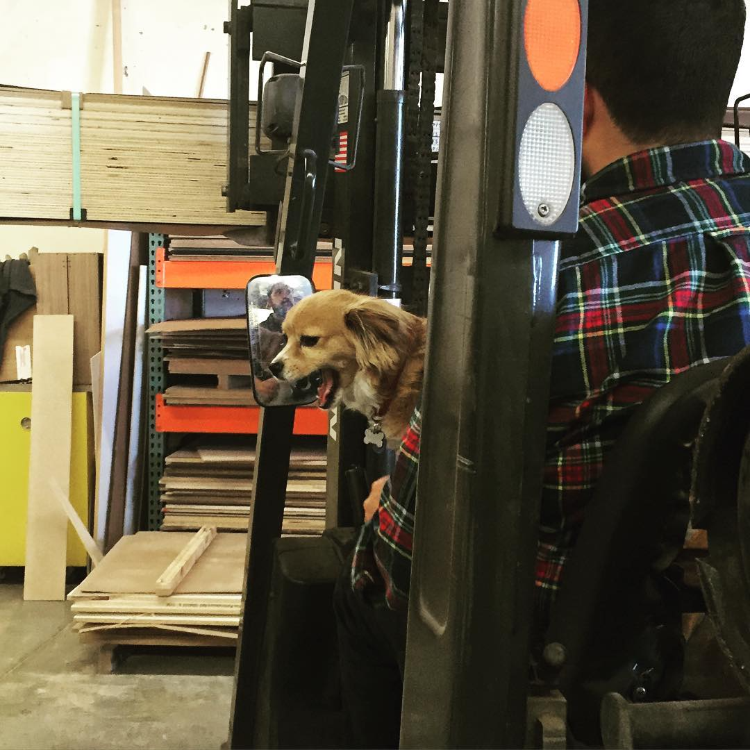 A person wearing a plaid shirt sitting on a forklift with a small dog with long ears and a tan coat, looking to the side.