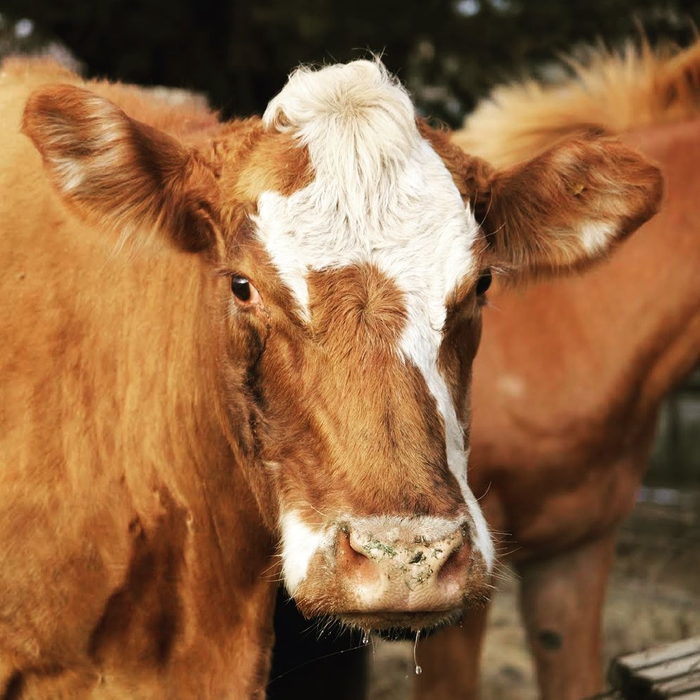 Brothers of Industry_Client Index.png