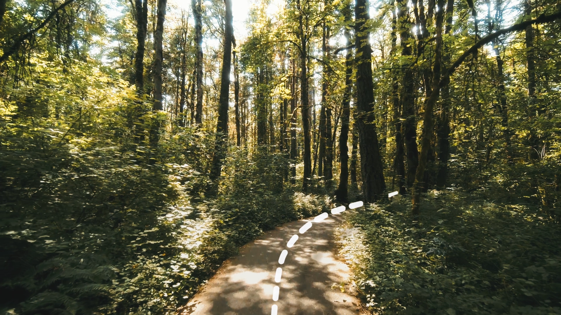 Tree-lined Trail.png