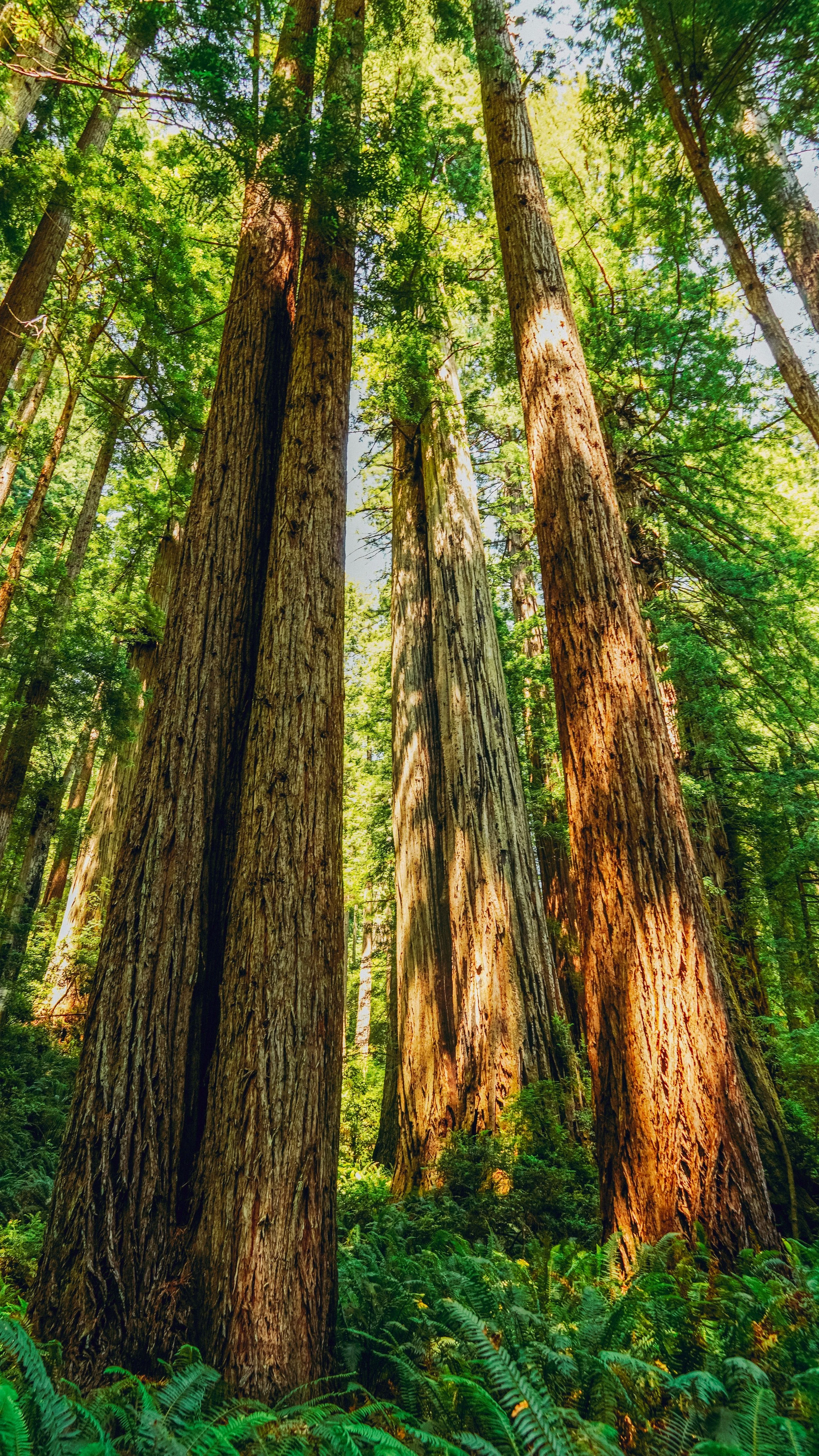 National Parks of Northern California --- 9/8-9/14/27