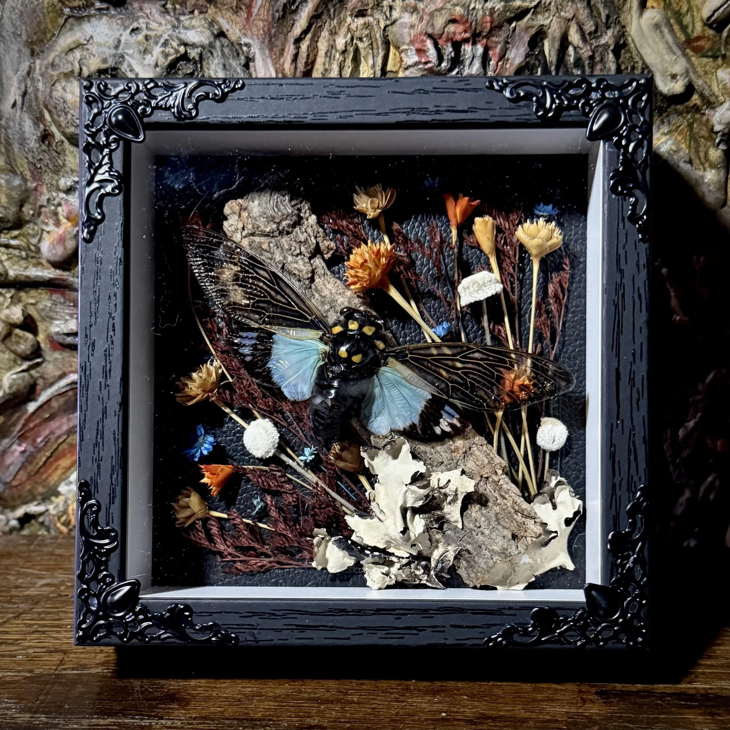 Cicada Shadow Box Art