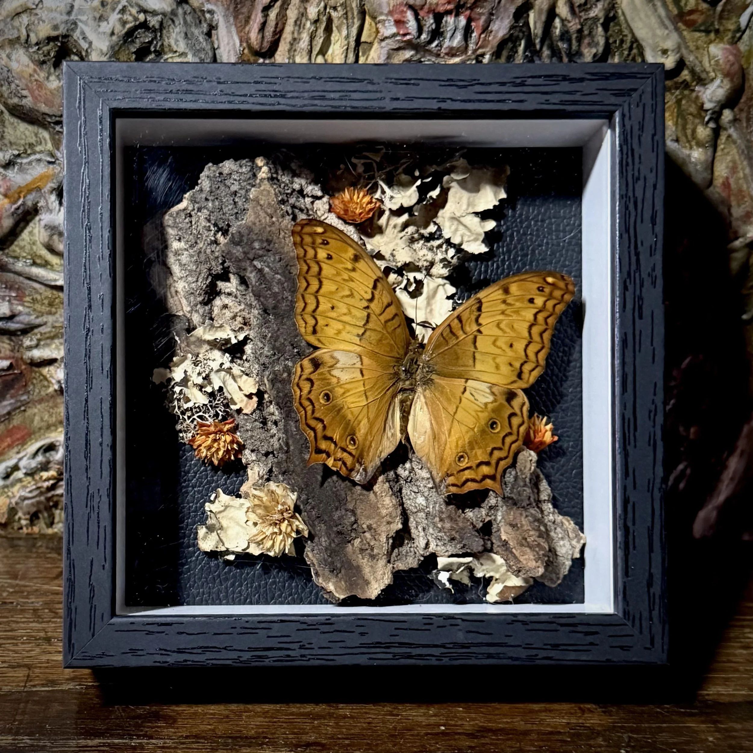 Butterfly Shadow Box