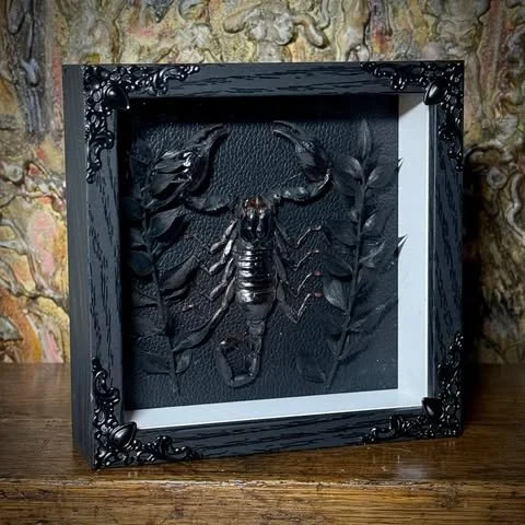 Scorpion Shadow Box