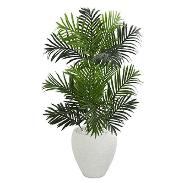 Areca Palm Plant .JPG
