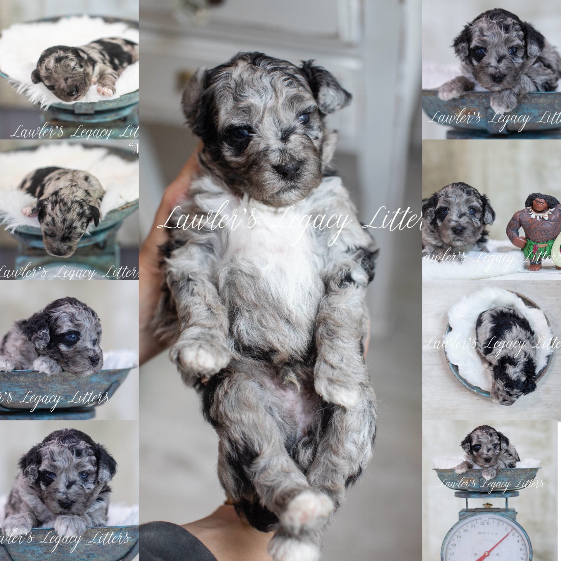 Mini Bernedoodle “Maui, MiMi, Moana”