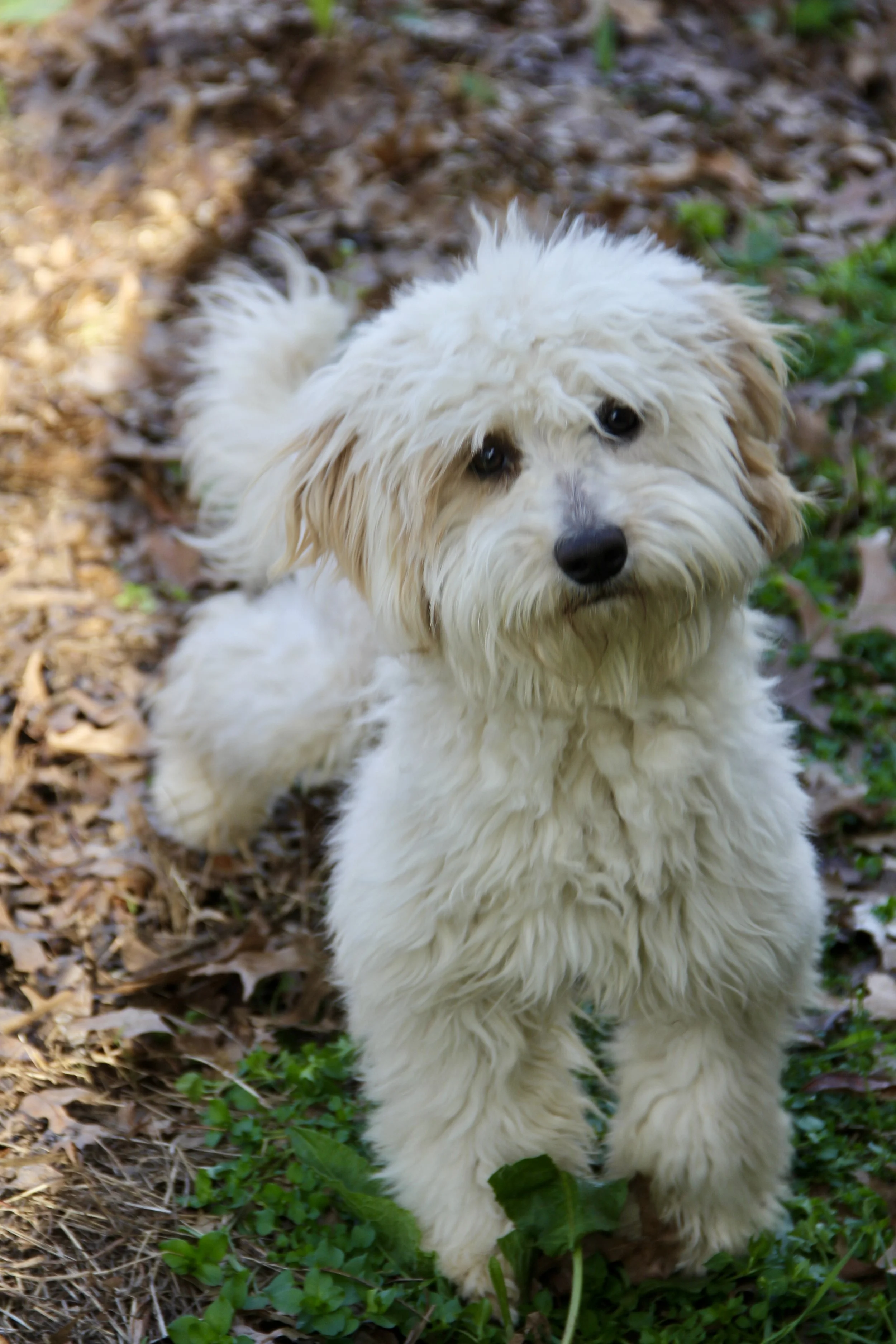 Micro/Mini Multi-Gen Bernedoodles (Male) “Pony Boy”