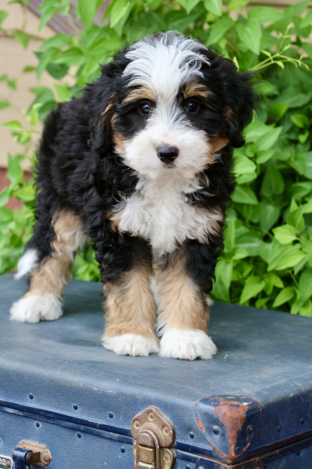 Multi- Gen Mini Bernedoodle “River Banks” (Male) 30-40lbs