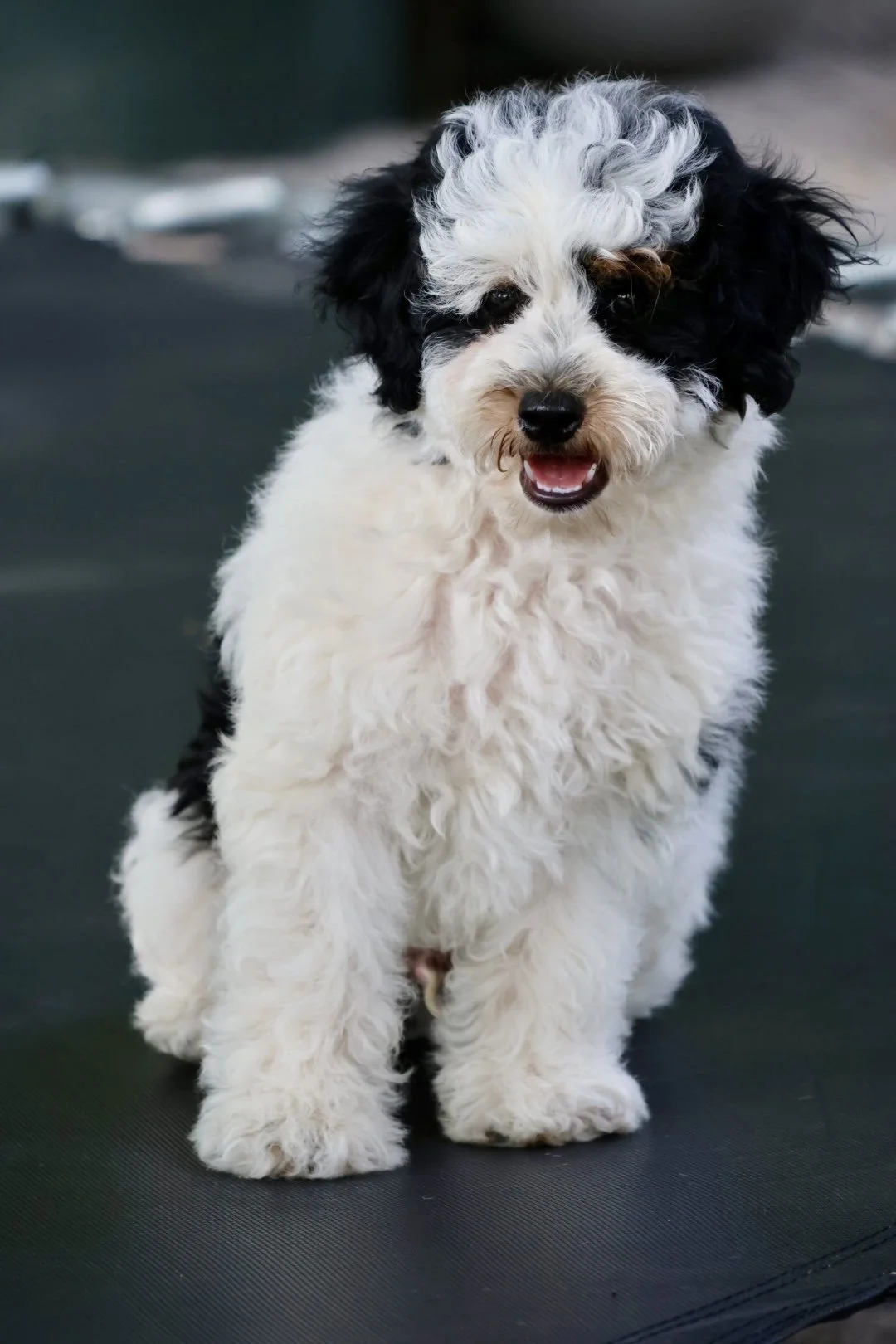 Mini Bernedoodle (Male) “Zillow”