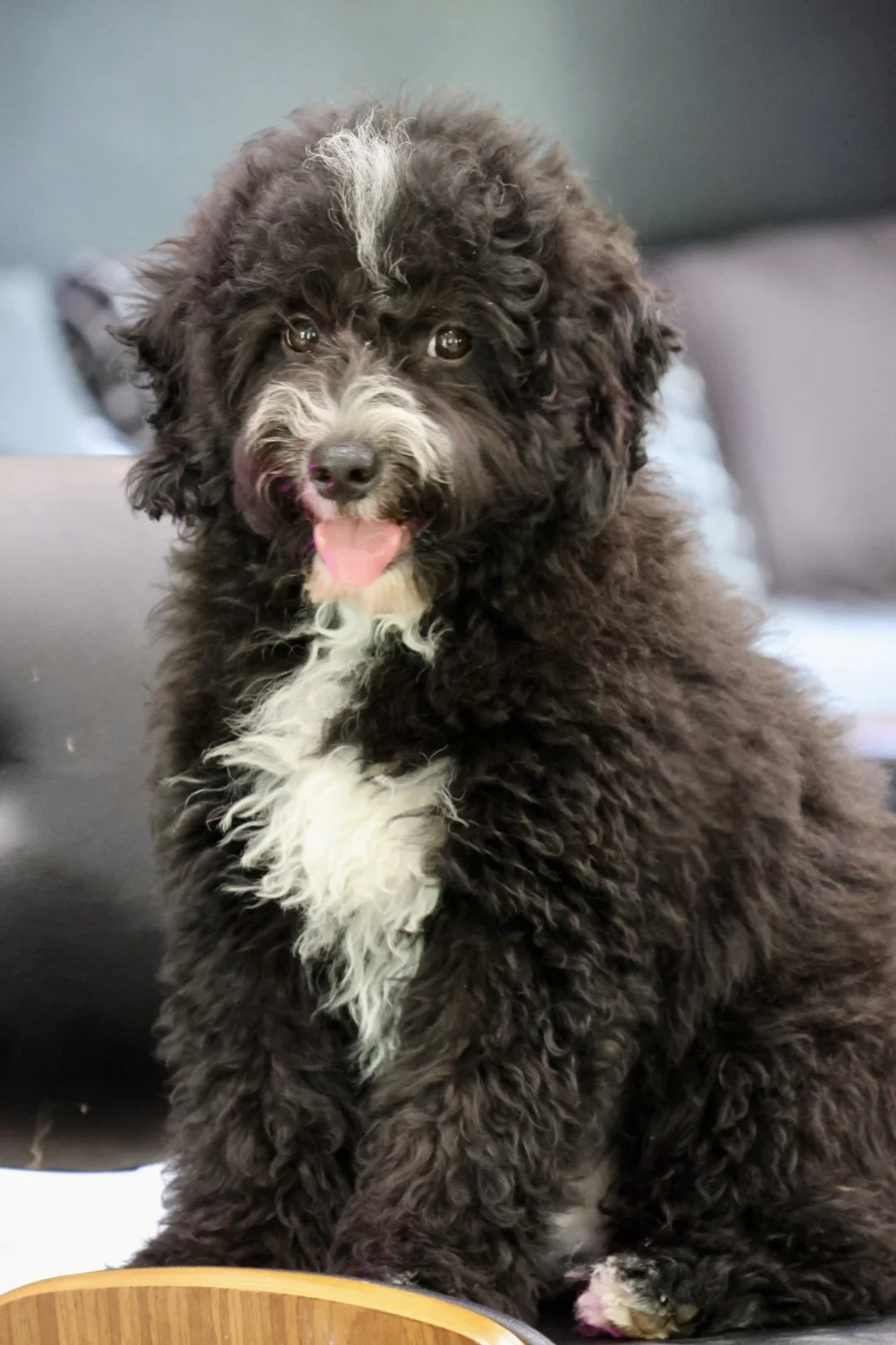 Mini Multi-Gen Bernedoodle (Male) “Bubba”