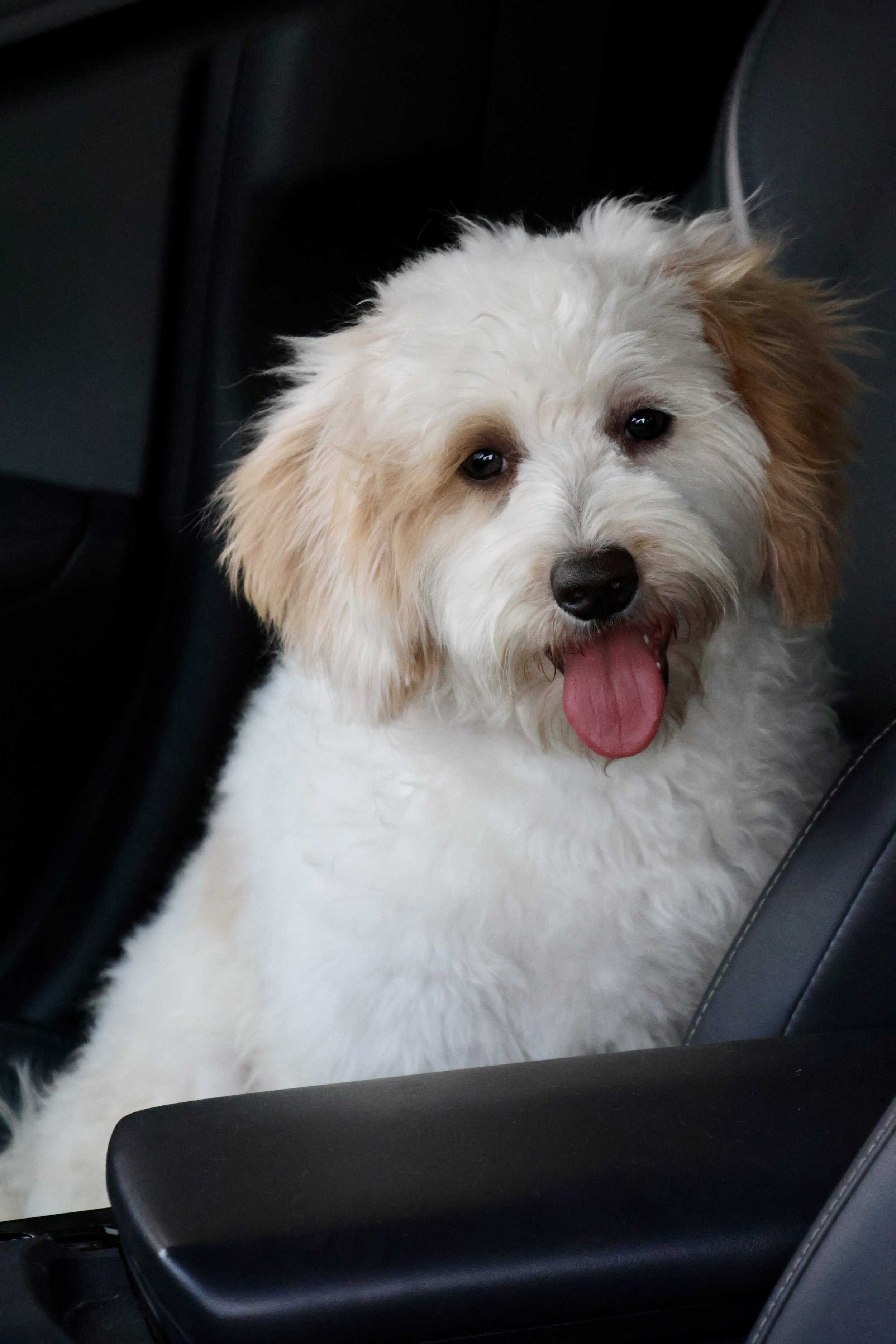 Micro/Mini Multi-Gen Bernedoodles (Male) “Pony Boy”