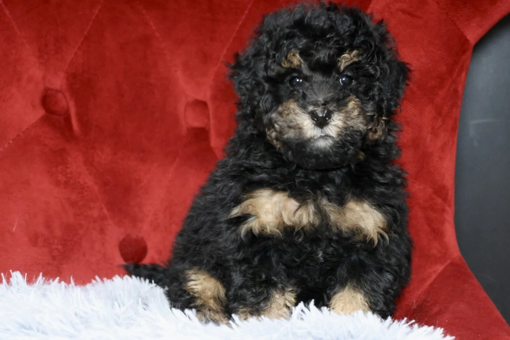 Micro Bernedoodle (Female) “Bae Bae” (10-15lbs)