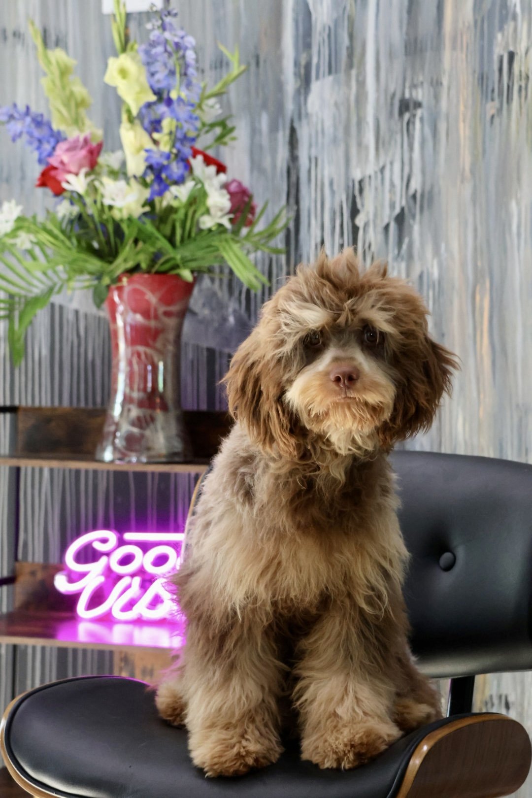 F1 Cavapoo (Male) “Olli”
