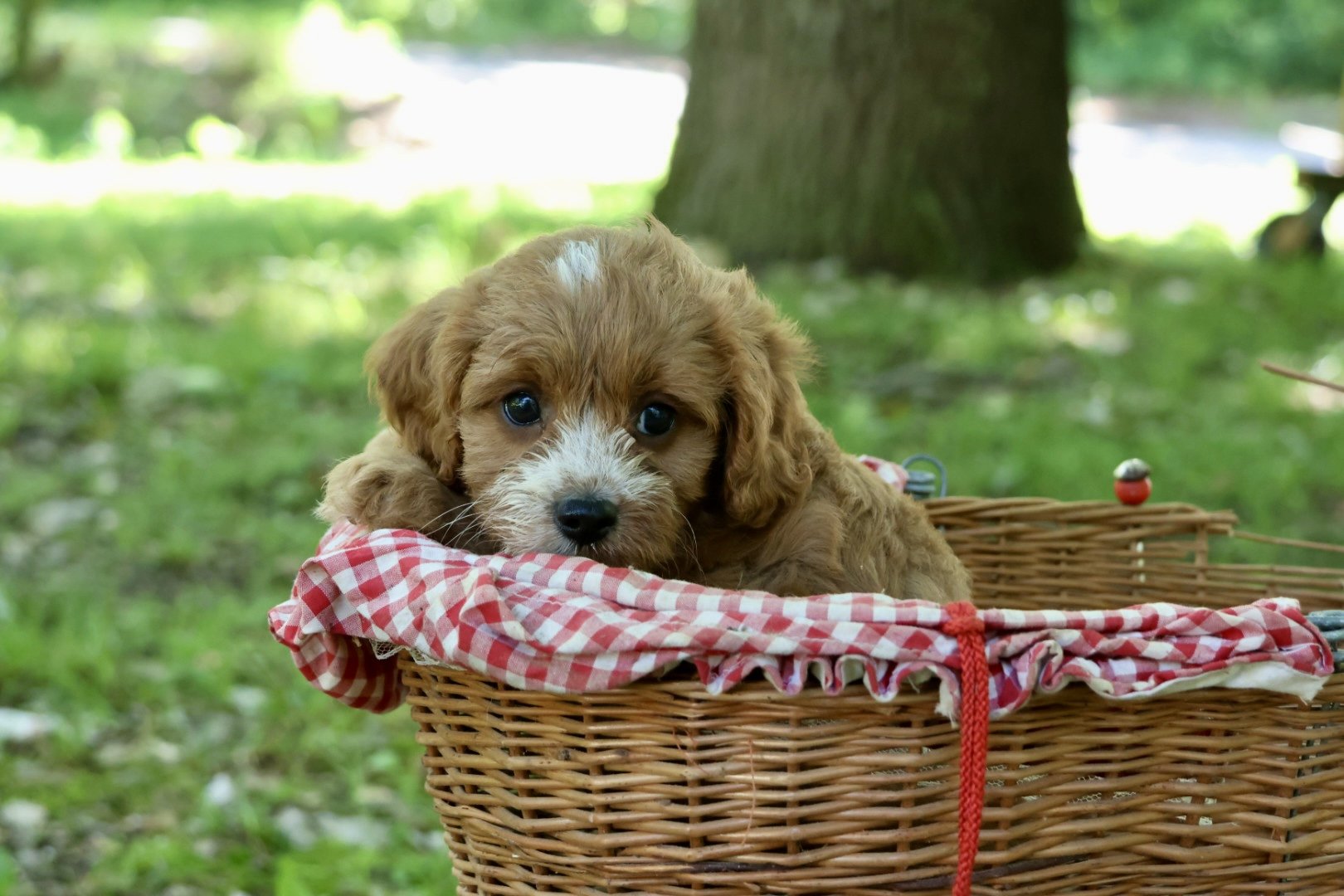 F1 Cavapoos 10-15lbs