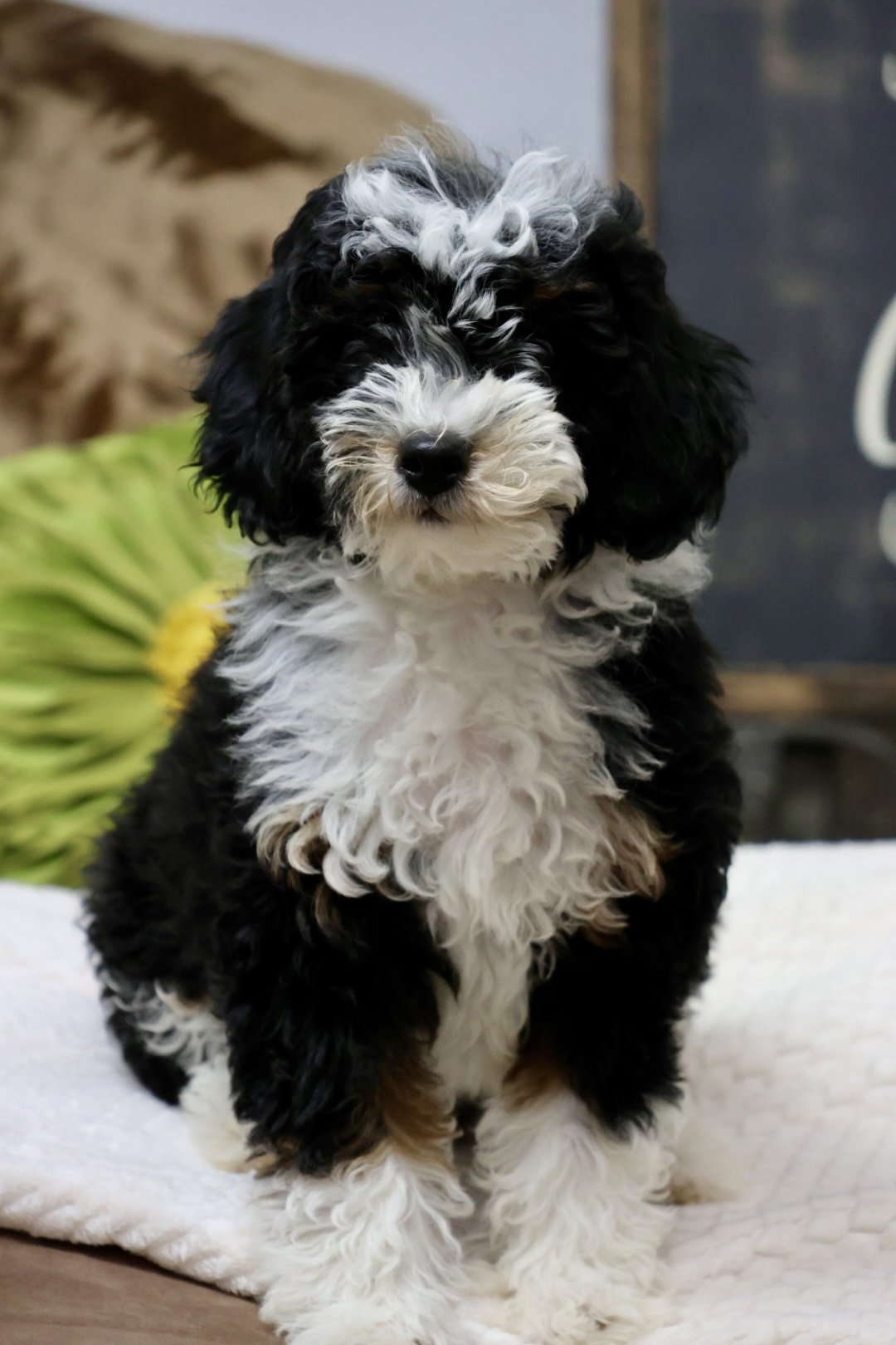 Mini Bernedoodle (Male) “Valor”