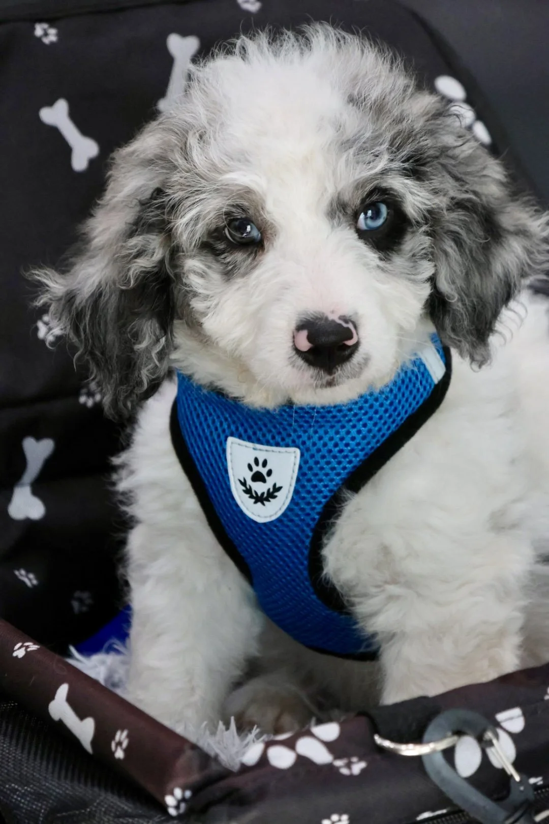 Hope’s Little Helpers 🙌🏼 F1b Mini Bernedoodle “Blue” (Male)
