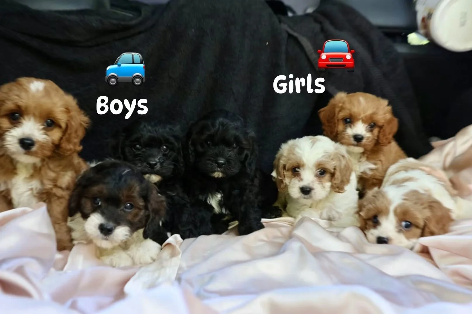 F1 Cavapoos 10-15lbs