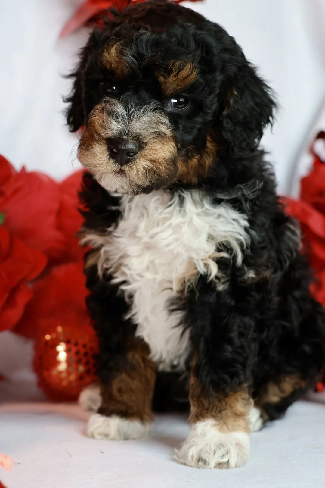 Multi- Gen Small Mini Bernedoodle (Male) “Crush”