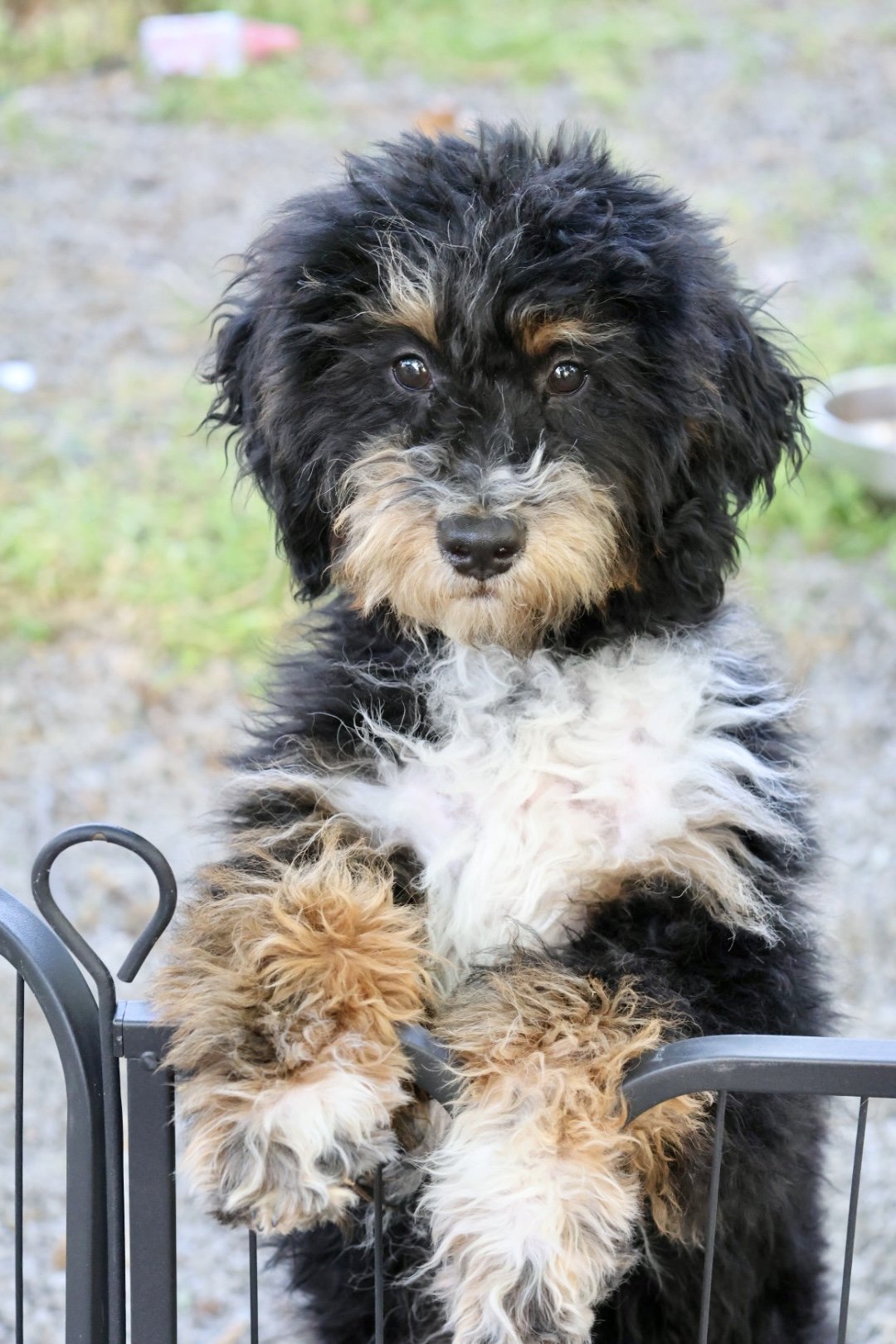 Multi- Gen Small Mini Bernedoodle (Male) “Crush”