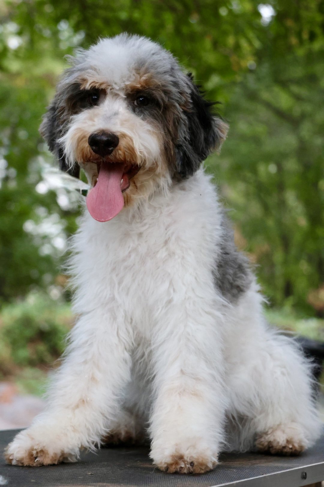 F1b Medium Bernedoodle (Male) “Pax”