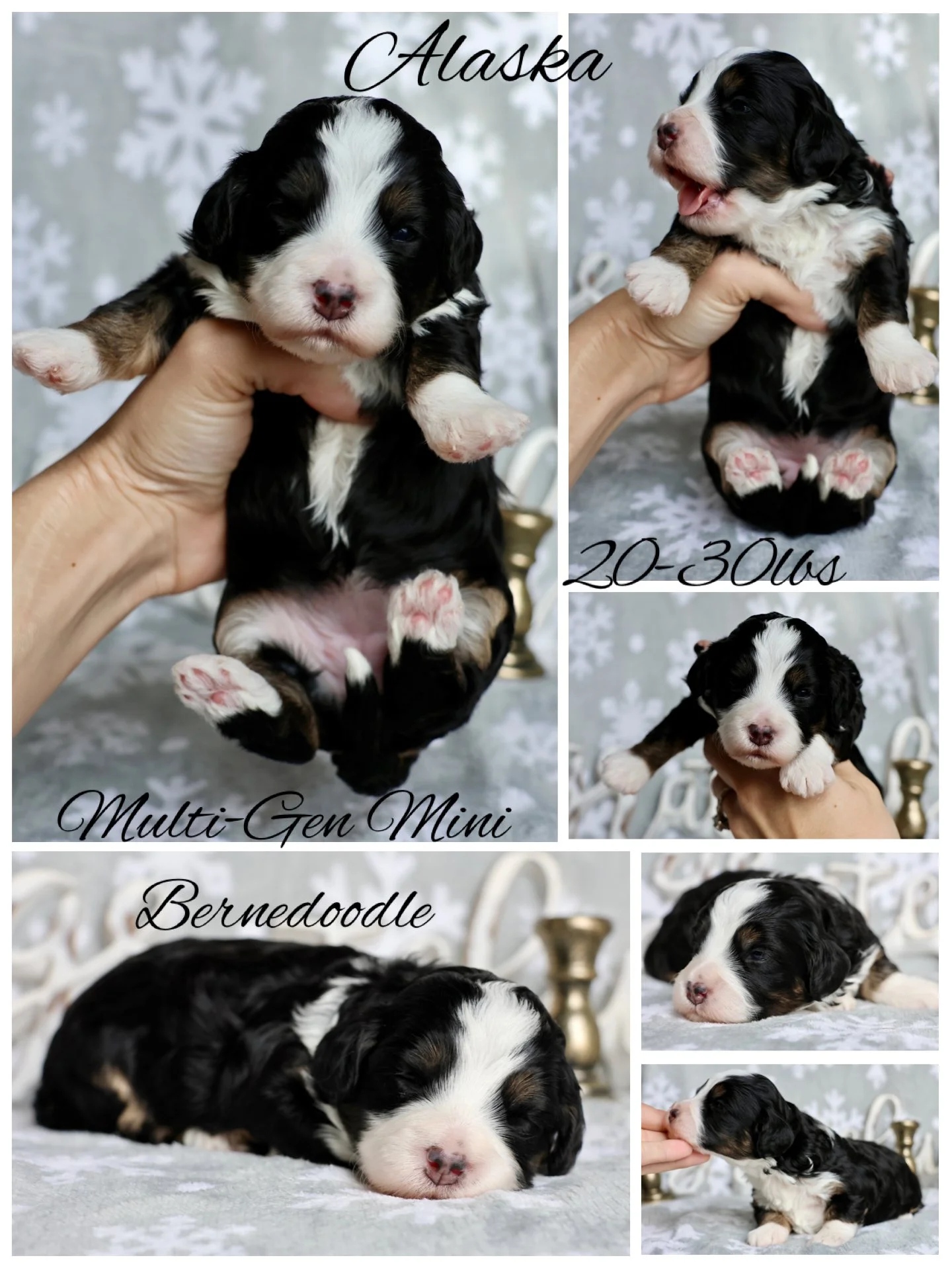 Multi-Gen Mini Bernedoodles Molly’s Winter Wonders