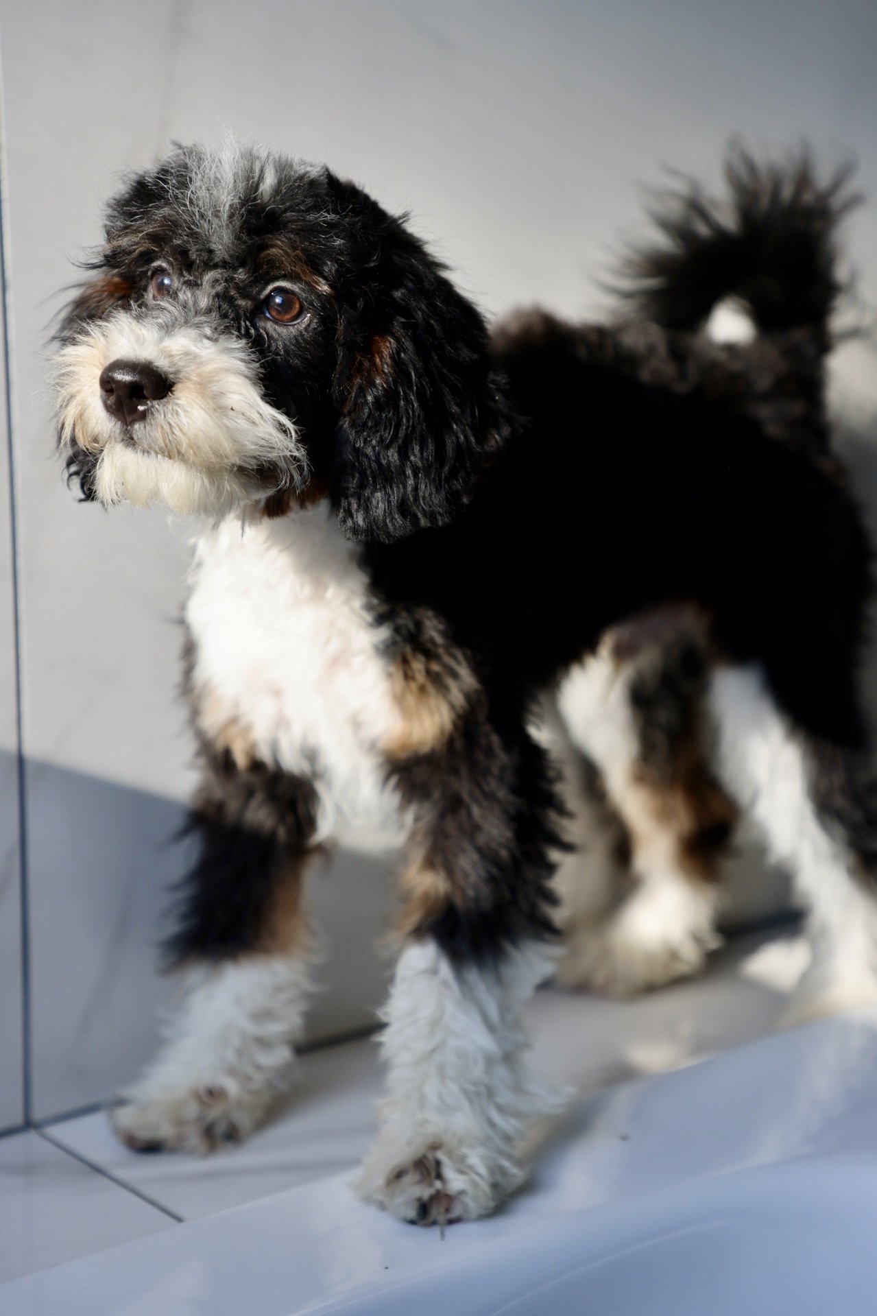 Mini Bernedoodle (Male) “Valor”