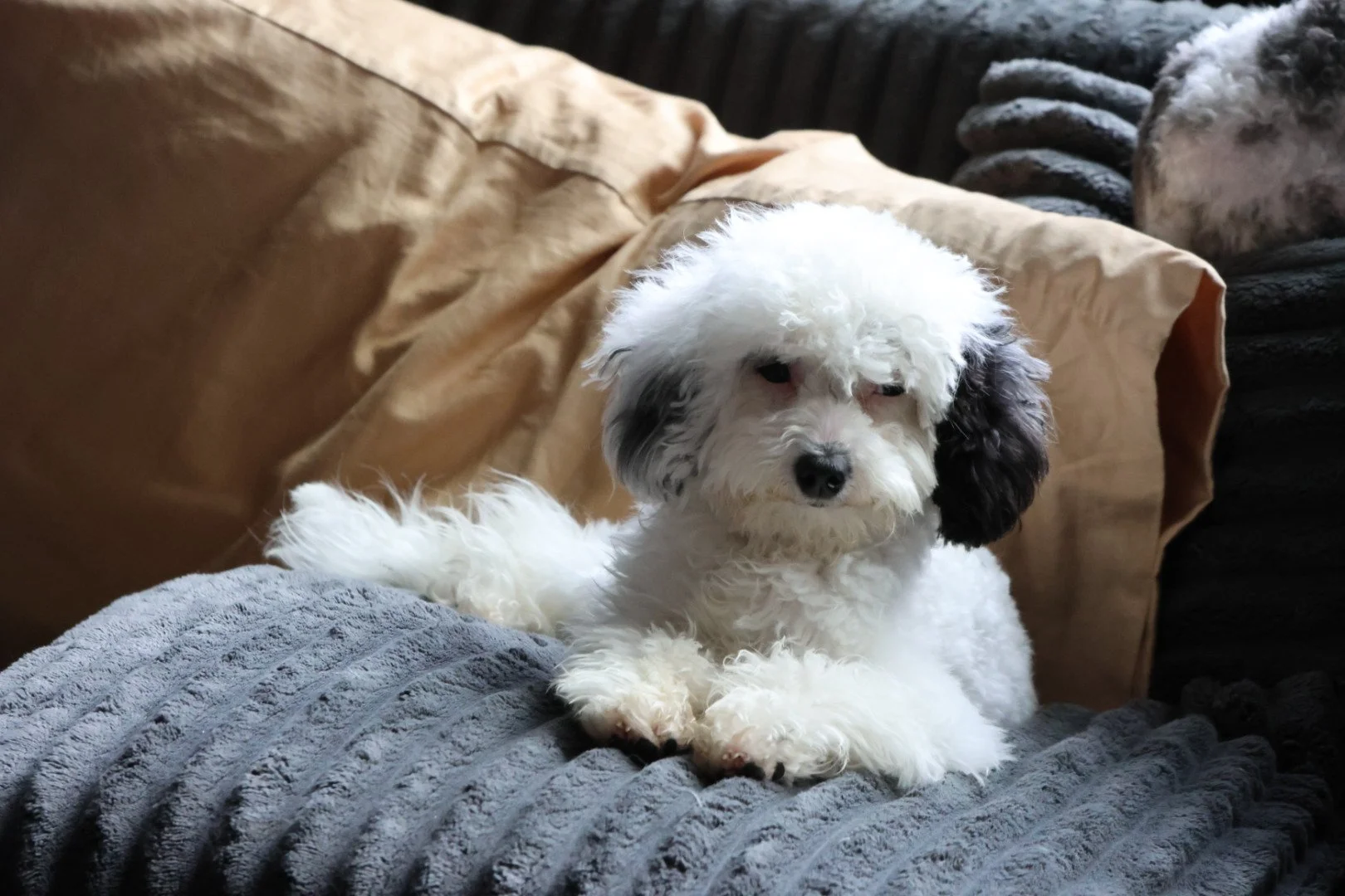 Toy Bernedoodle (Male) “Marshmellow” 6-8lbs kid tested and overly Approved 💯