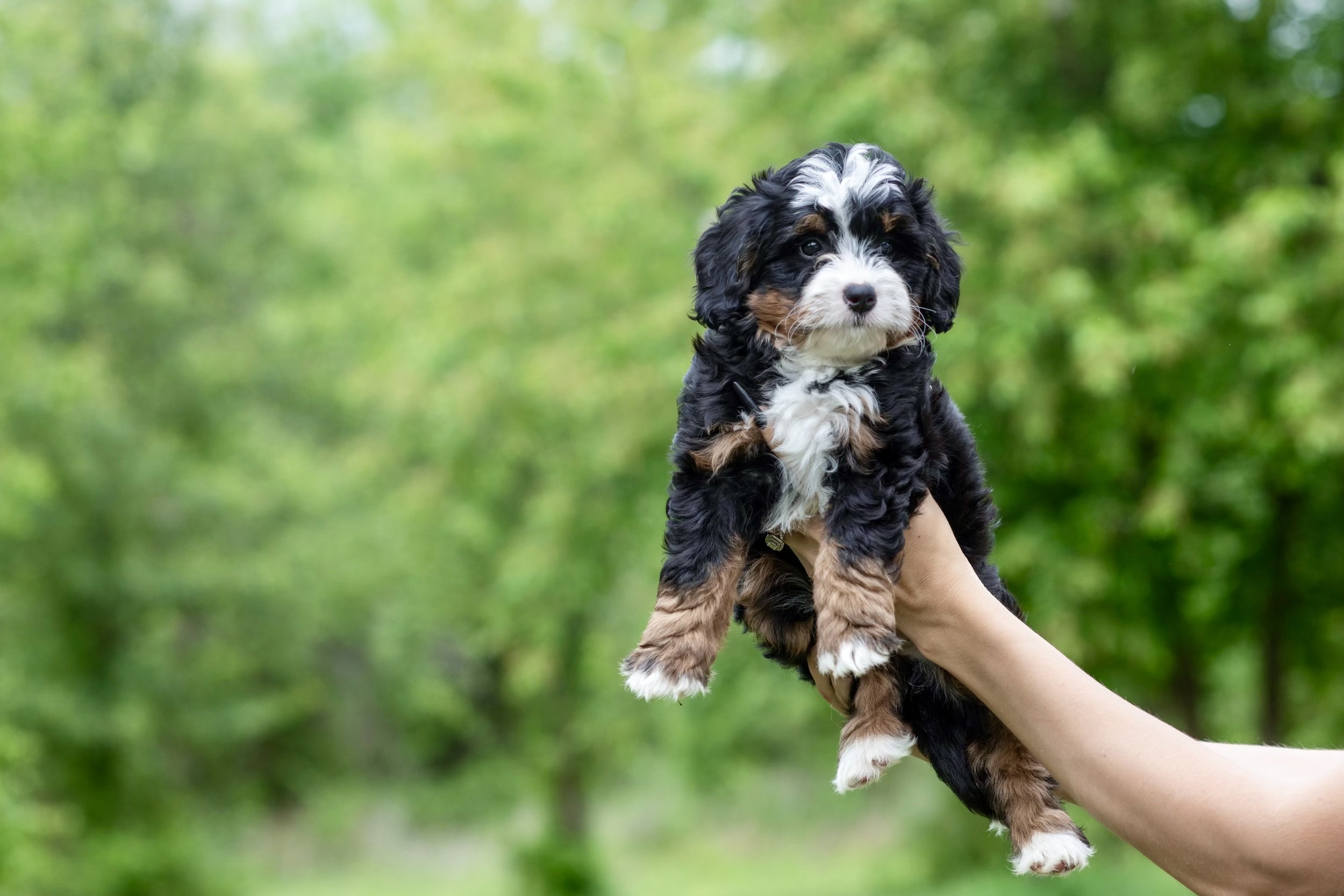 Heavenly’s Mini Ultra 👑 Bernedoodle 65-70% Bernese  (Female) “Melody” 🎀