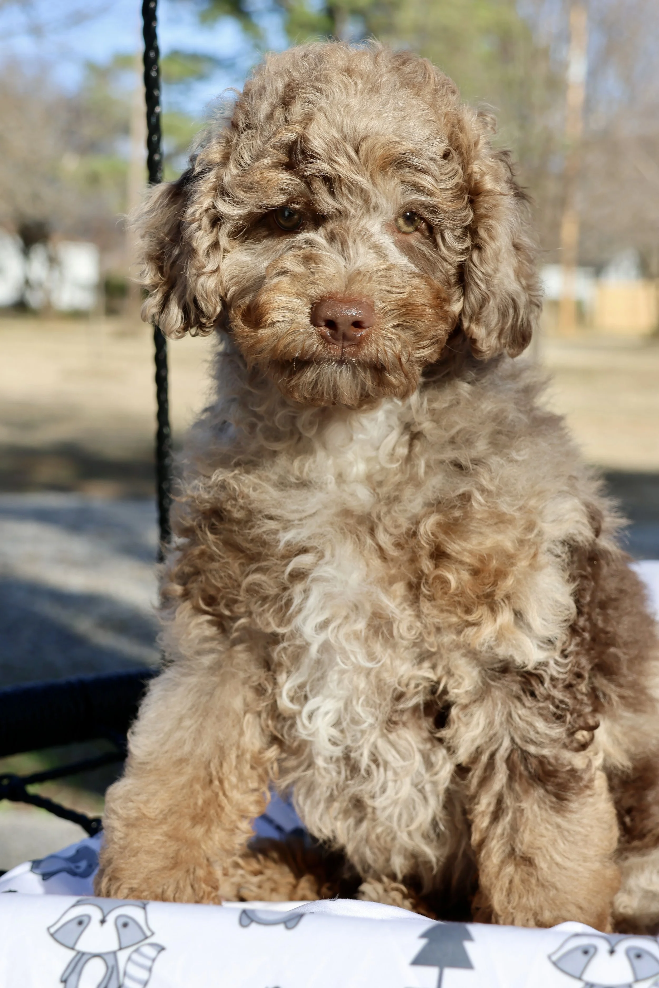 Mini Bernedoodle (Male) “Chestnut”