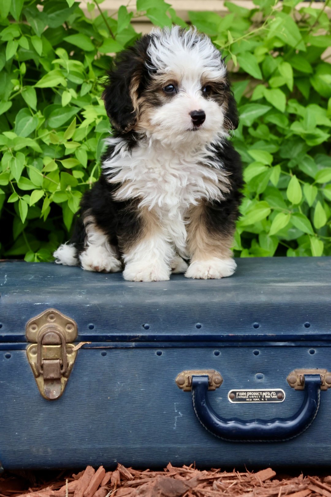 Multi-Gen Micro Bernedoodle (Male) “Breyer” 17-25lbs