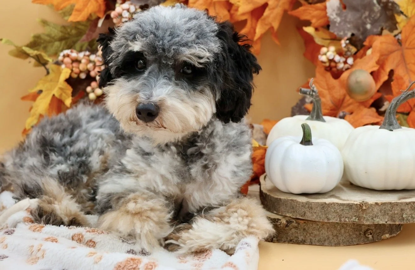 Toy Bernedoodle (Male) “Coon”