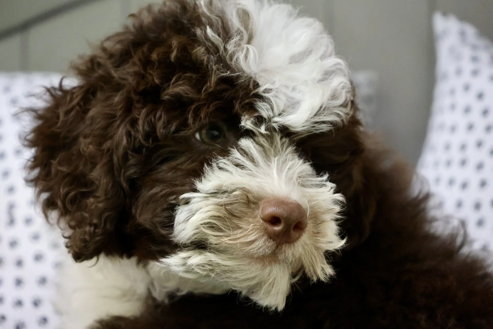 Mini Bernedoodle (Male) “Haven”