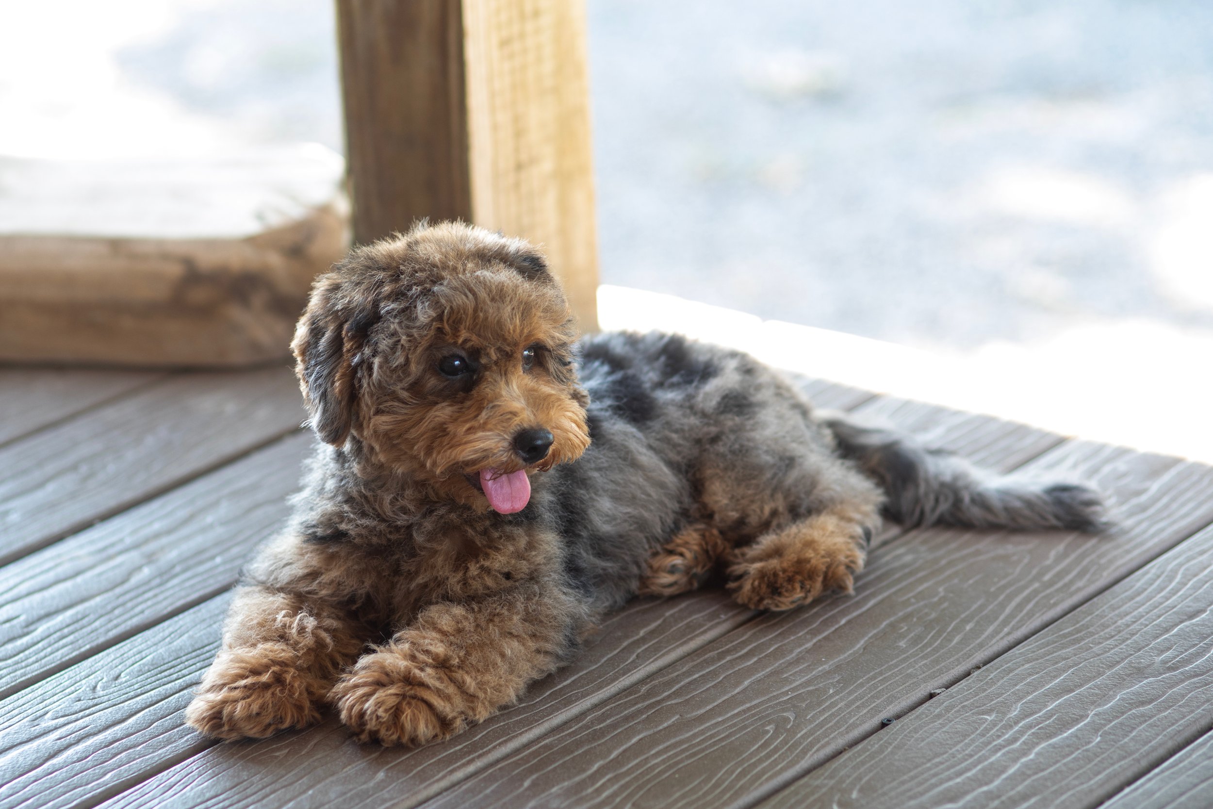 F1b Maltipoo “Scout” (Male)