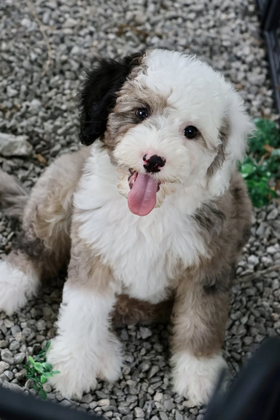 Hope’s Little Helpers 🙌🏼 F1 Mini Bernedoodle “Purple” (Female)