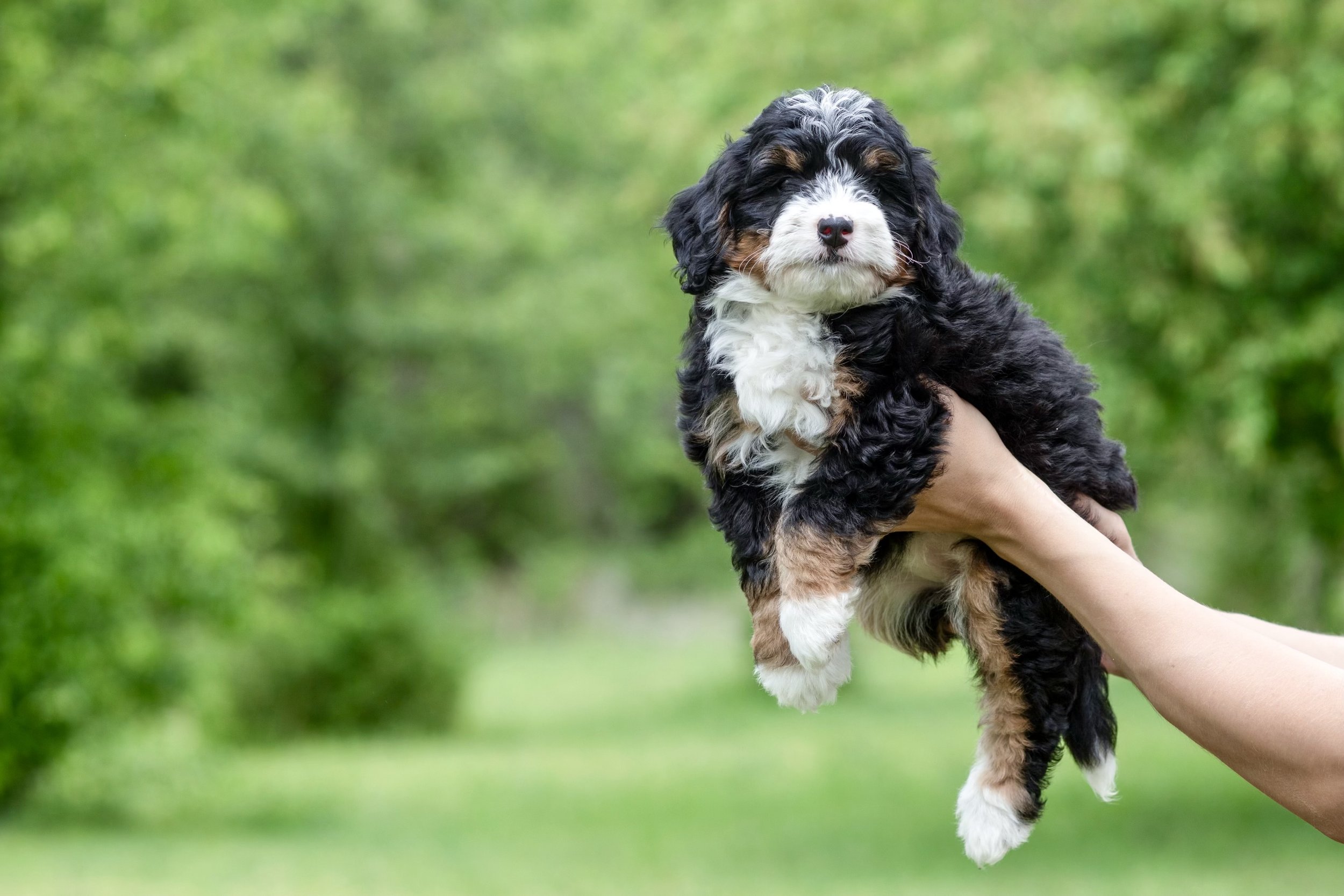 Heavenly’s Mini Ultra 👑  Bernedoodle (Female) “brown collar”
